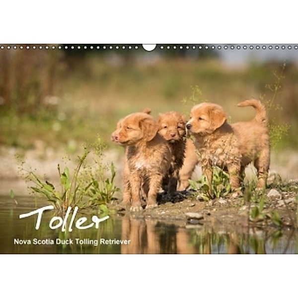Toller - Nova Scotia Duck Tolling Retriever (Wandkalender 2015 DIN A3 quer), Anna Auerbach