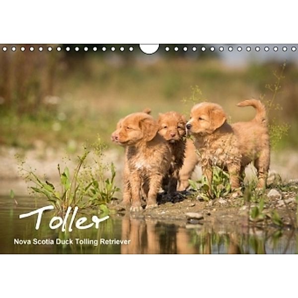 Toller - Nova Scotia Duck Tolling Retriever (Wandkalender 2015 DIN A4 quer), Anna Auerbach