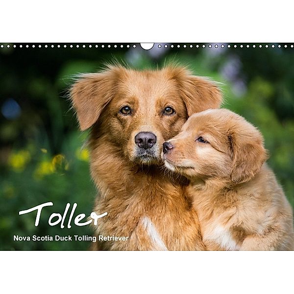 Toller - Nova Scotia Duck Tolling Retriever (Wandkalender 2018 DIN A3 quer), Anna Auerbach