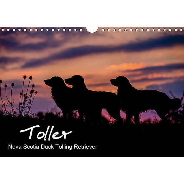 Toller - Nova Scotia Duck Tolling Retriever (Wandkalender 2019 DIN A4 quer), Anna Auerbach