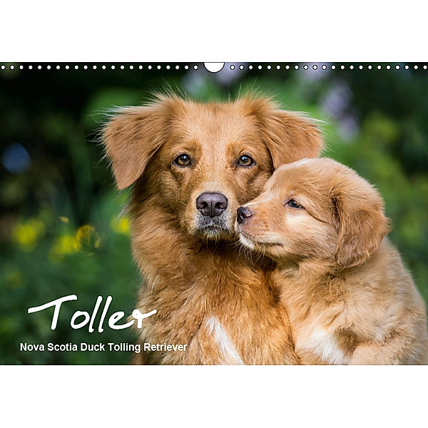 Toller - Nova Scotia Duck Tolling Retriever (Wandkalender 2019 DIN A3 quer), Anna Auerbach