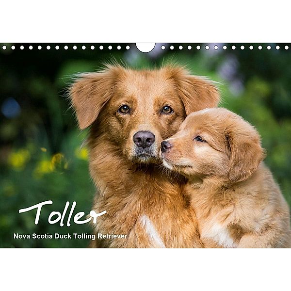 Toller - Nova Scotia Duck Tolling Retriever (Wandkalender 2021 DIN A4 quer), Anna Auerbach