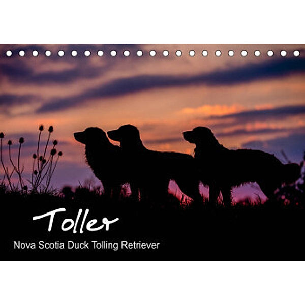 Toller - Nova Scotia Duck Tolling Retriever (Tischkalender 2022 DIN A5 quer), Anna Auerbach