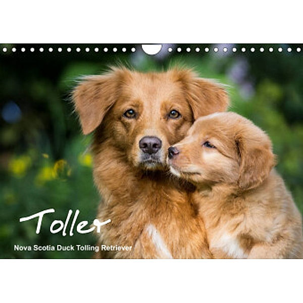 Toller - Nova Scotia Duck Tolling Retriever (Wandkalender 2022 DIN A4 quer), Anna Auerbach