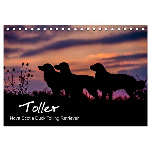 Toller - Nova Scotia Duck Tolling Retriever (Tischkalender 2024 DIN A5 quer), CALVENDO Monatskalender, Anna Auerbach