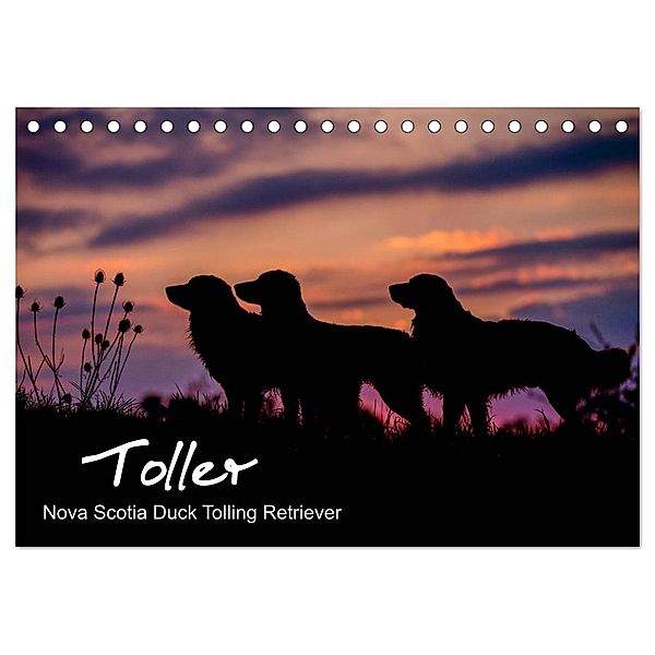 Toller - Nova Scotia Duck Tolling Retriever (Tischkalender 2025 DIN A5 quer), CALVENDO Monatskalender, Calvendo, Anna Auerbach