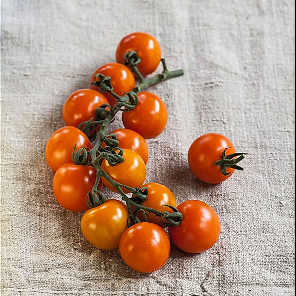 Tomatenpflanze Cherrytomate Solena Sweet Orange, veredelt