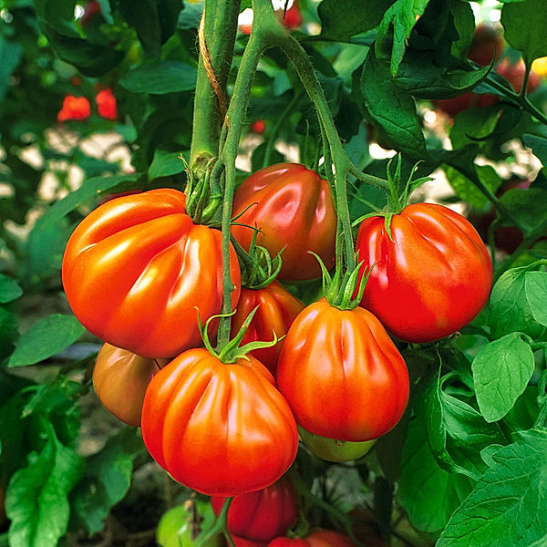 Tomatenpflanze Fleischtomate Corazon, verdelt