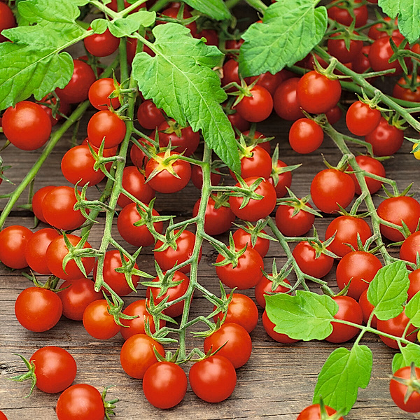 Tomatenpflanze Philovita