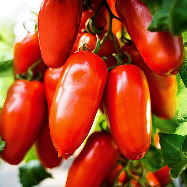 Tomatenpflanze San Marzano Tomate Tuma® Red veredelt