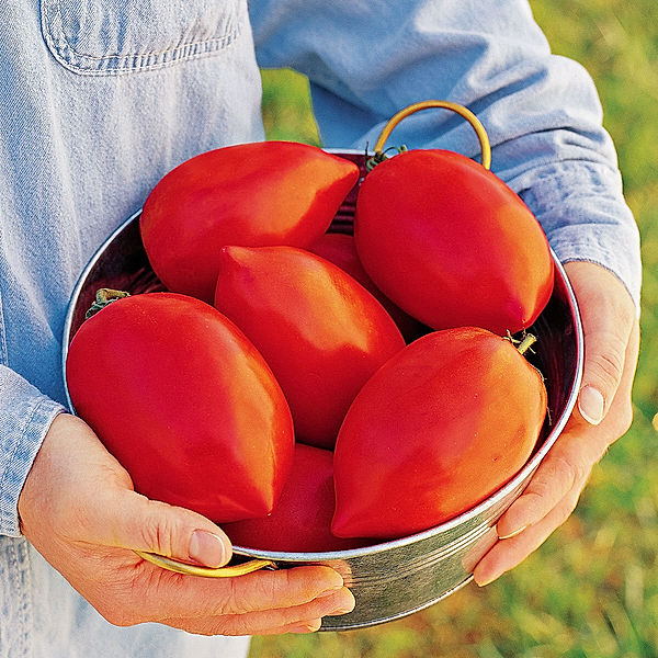 Tomatensamen Big Mama F1