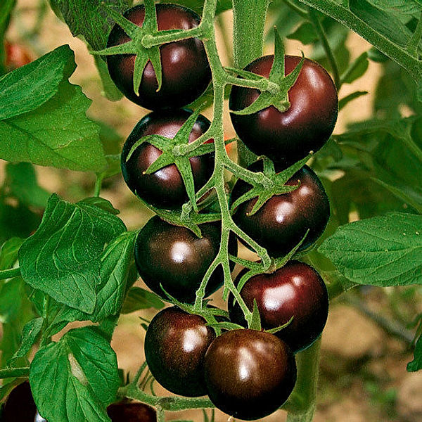 Tomatensamen Bombonera F1