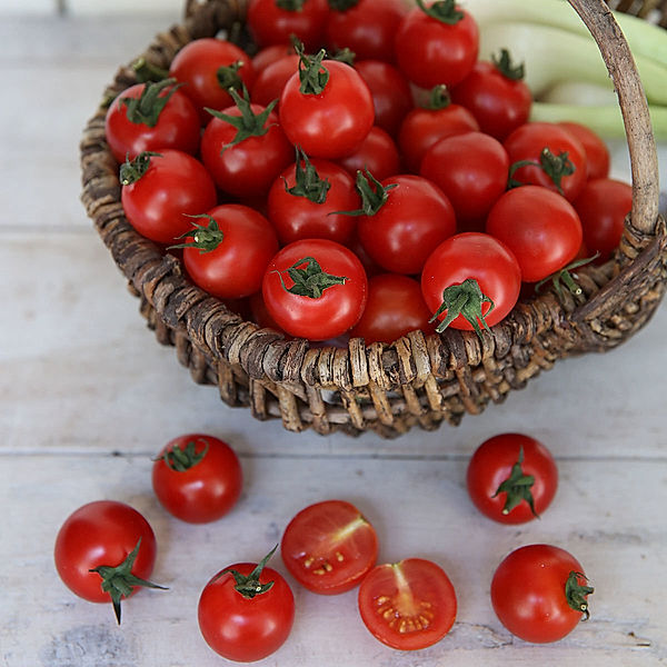 Tomatensamen Ready F1