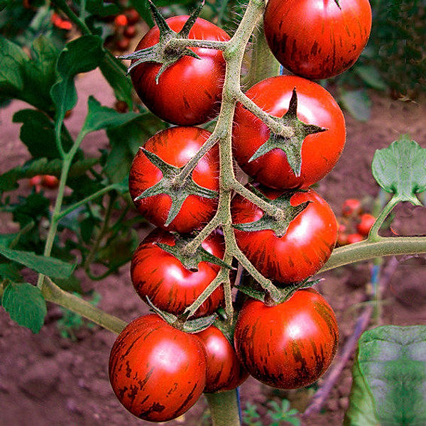 Tomatensamen Tiger F1