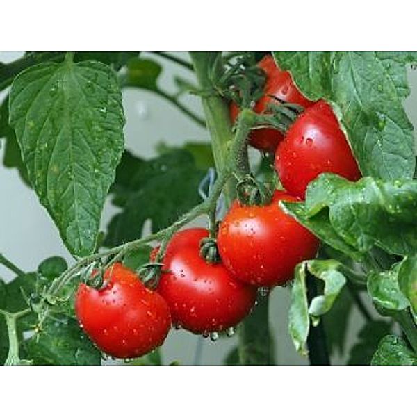 Tomatenstrauch - 2.000 Teile (Puzzle)