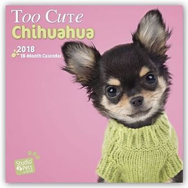 Too Cute Chihuahua 2018, Myrna Huijing