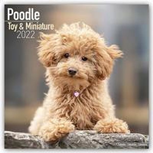 Toy and Miniature Poodle - Toypudel und Zwergpudel 2022 - 16-Monatskalender, Avonside Publishing Ltd