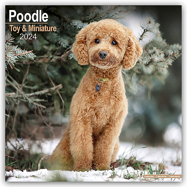 Toy and Miniature Poodle - Toypudel und Zwergpudel 2024 - 16-Monatskalender, Avonside Publishing Ltd
