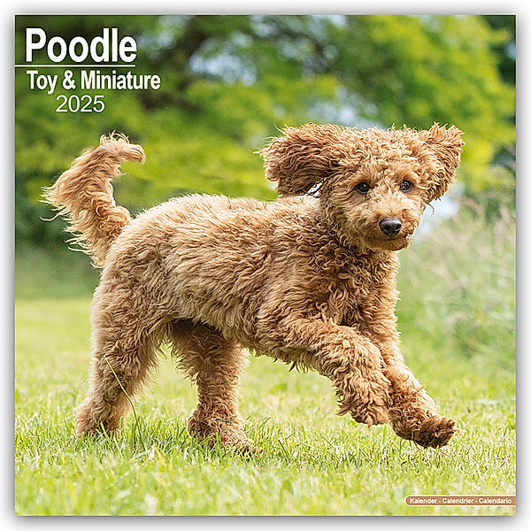 Toy and Miniature Poodle - Toypudel und Zwergpudel 2025 - 16-Monatskalender, Avonside Publishing Ltd