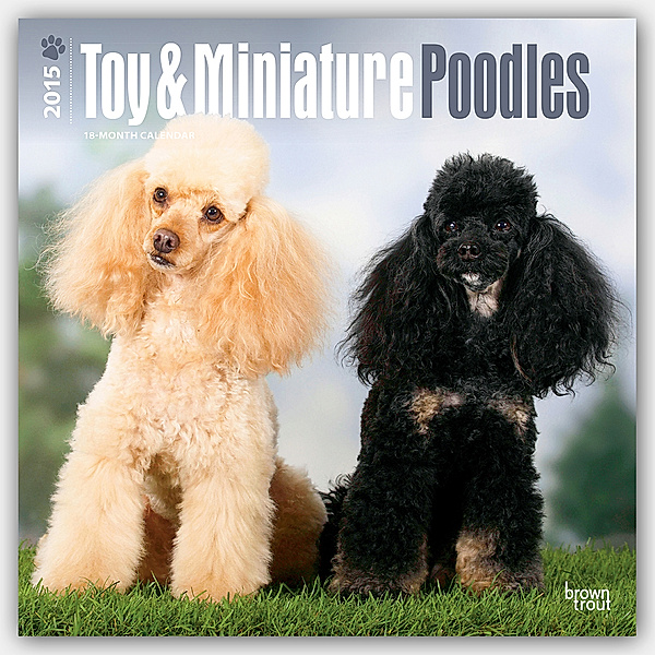 Toy and Miniature Poodles 2015 - Toypudel und Zwergpudel