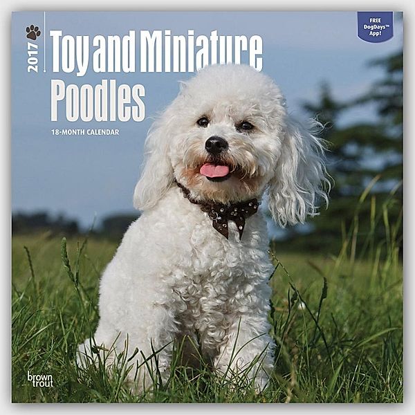 Toy and Miniature Poodles 2017