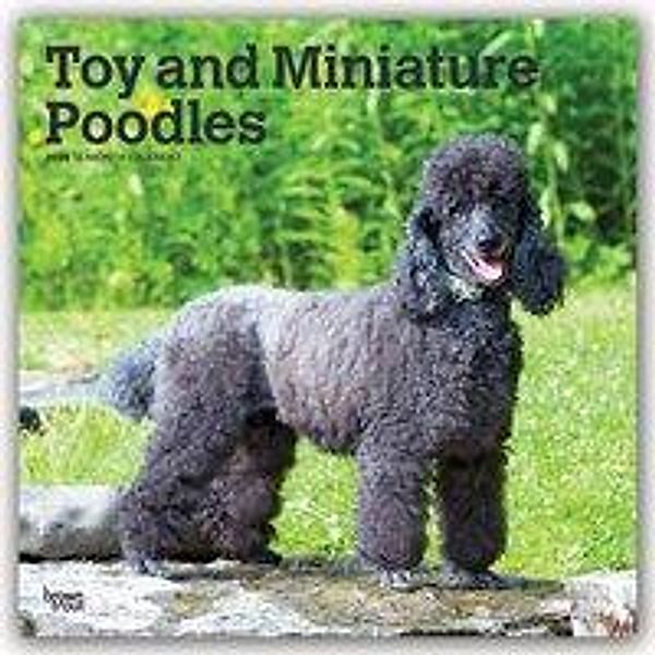 Toy and Miniature Poodles 2020, BrownTrout Publisher