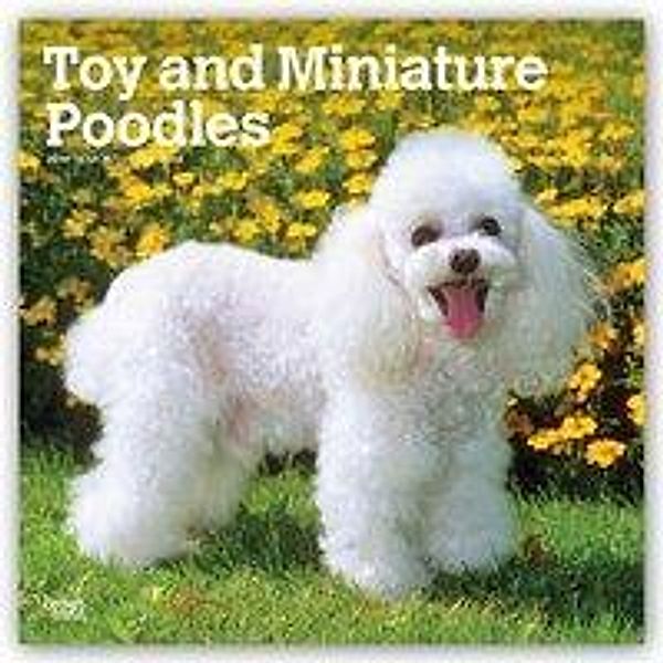 Toy and Miniature Poodles - Toypudel und Zwergpudel 2019 - 1