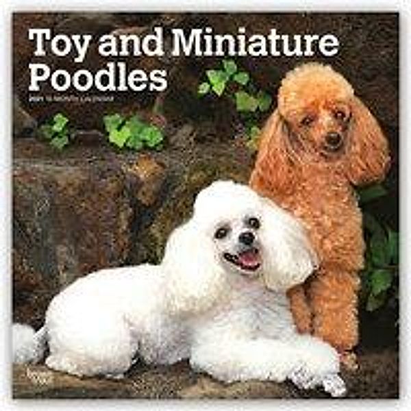 Toy and Miniature Poodles - Toypudel und Zwergpudel 2021 - 16-Monatskalender mit freier DogDays-App, BrownTrout Publisher
