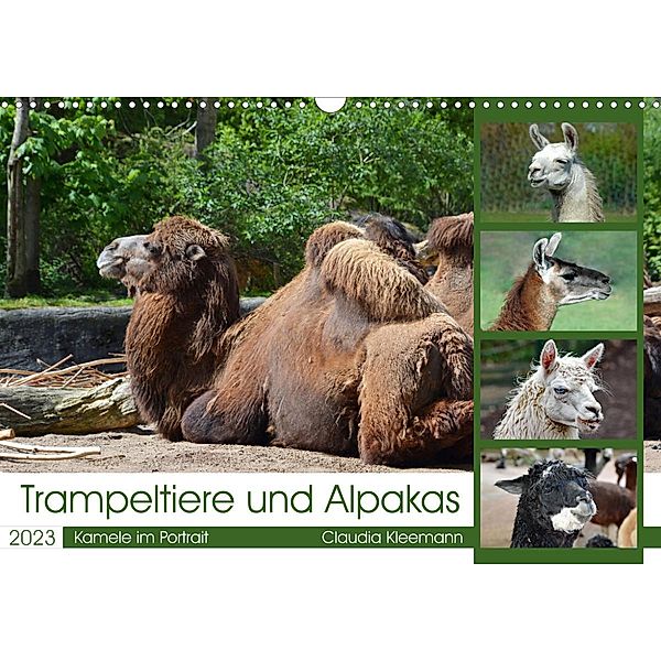 Trampeltiere und Alpakas (Wandkalender 2023 DIN A3 quer), Claudia Kleemann