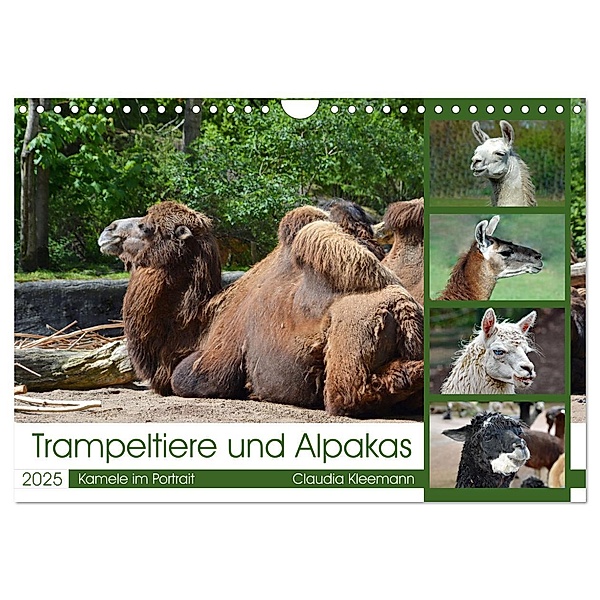 Trampeltiere und Alpakas (Wandkalender 2025 DIN A4 quer), CALVENDO Monatskalender, Calvendo, Claudia Kleemann