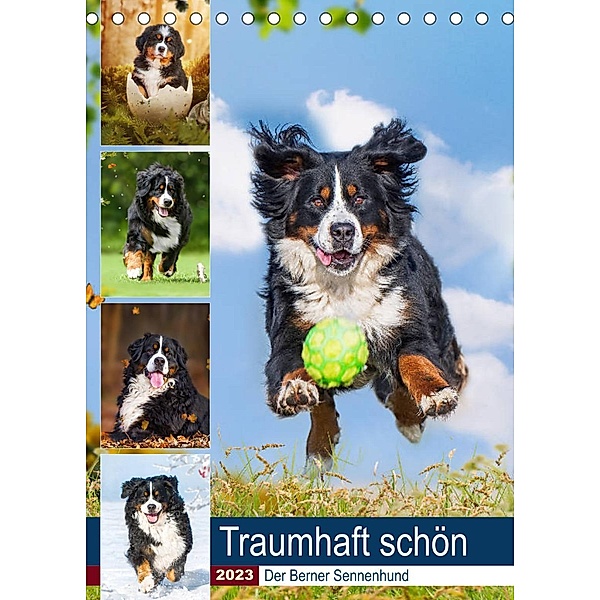 Traumhaft schön - Der Berner Sennenhund (Tischkalender 2023 DIN A5 hoch), Sigrid Starick