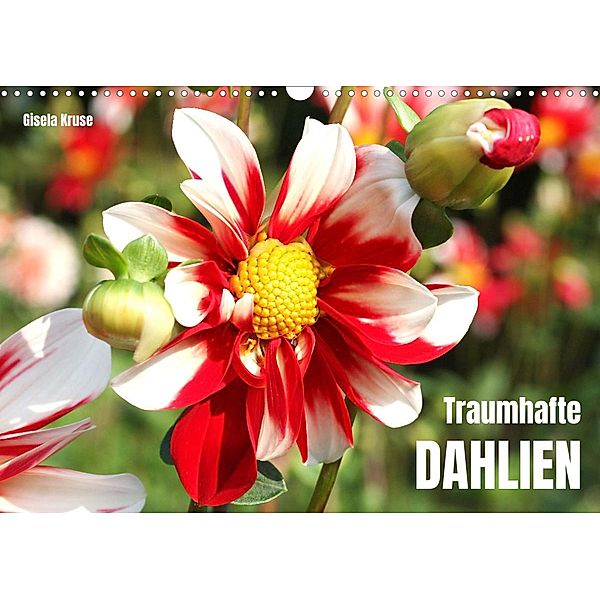 Traumhafte Dahlien (Wandkalender 2023 DIN A3 quer), Gisela Kruse