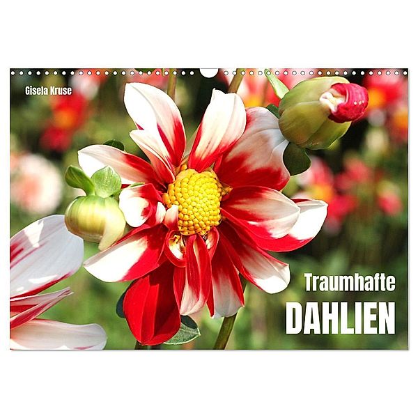 Traumhafte Dahlien (Wandkalender 2024 DIN A3 quer), CALVENDO Monatskalender, Gisela Kruse