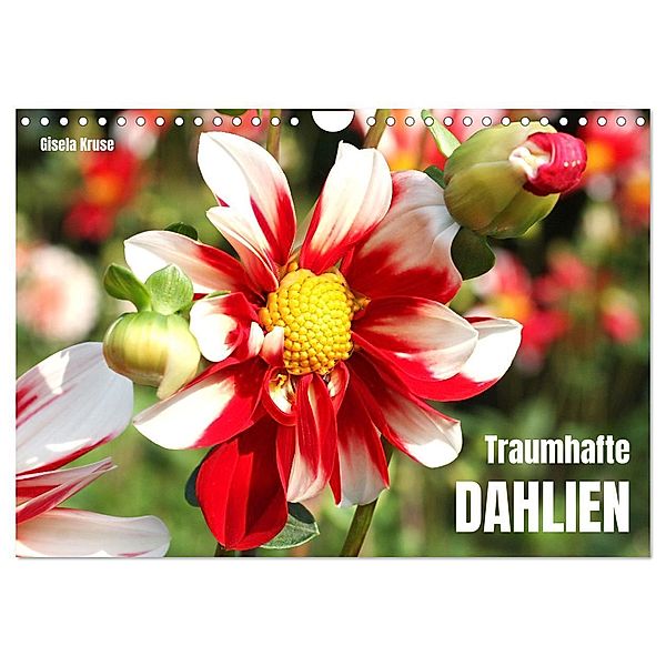 Traumhafte Dahlien (Wandkalender 2025 DIN A4 quer), CALVENDO Monatskalender, Calvendo, Gisela Kruse