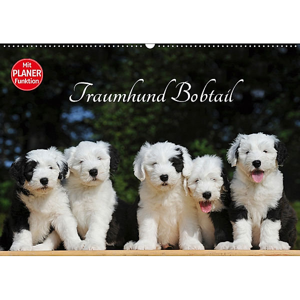 Traumhund Bobtail (Wandkalender 2019 DIN A2 quer), Sigrid Starick