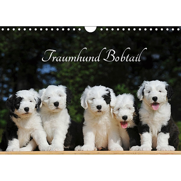 Traumhund Bobtail (Wandkalender 2019 DIN A4 quer), Sigrid Starick