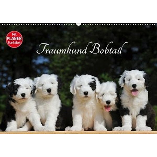 Traumhund Bobtail (Wandkalender 2020 DIN A2 quer), Sigrid Starick