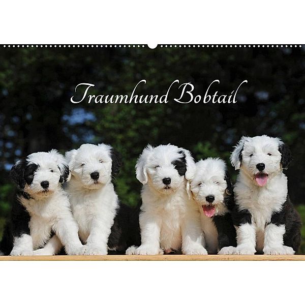 Traumhund Bobtail (Wandkalender 2023 DIN A2 quer), Sigrid Starick