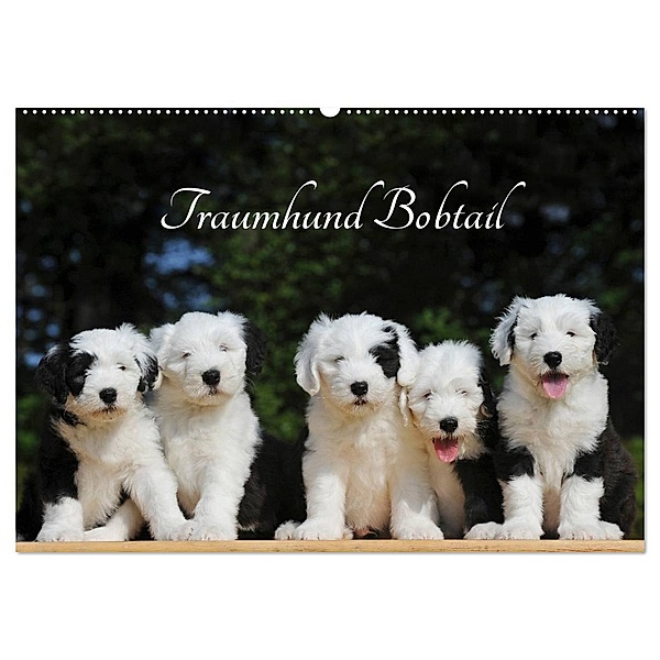 Traumhund Bobtail (Wandkalender 2024 DIN A2 quer), CALVENDO Monatskalender, Sigrid Starick