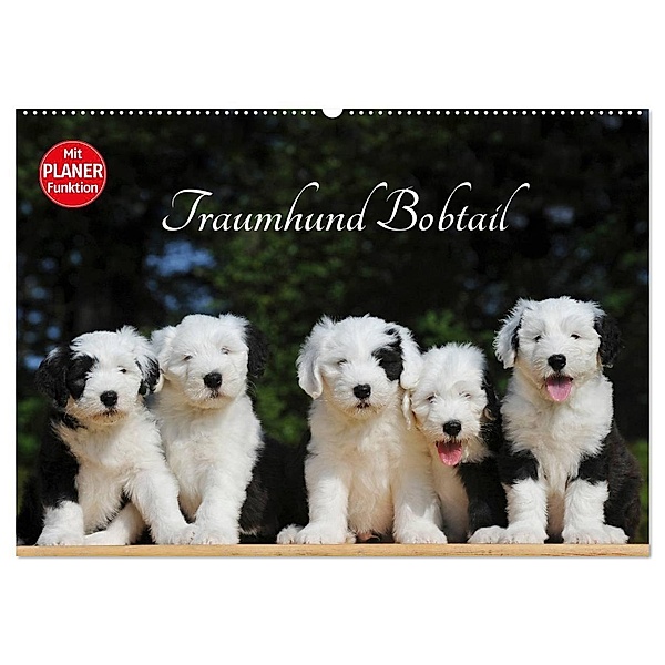 Traumhund Bobtail (Wandkalender 2024 DIN A2 quer), CALVENDO Monatskalender, Sigrid Starick