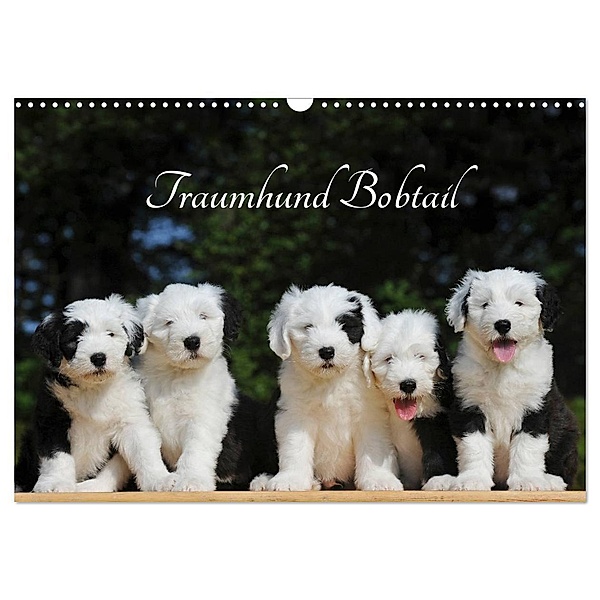 Traumhund Bobtail (Wandkalender 2024 DIN A3 quer), CALVENDO Monatskalender, Sigrid Starick