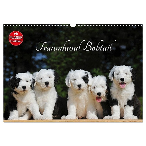 Traumhund Bobtail (Wandkalender 2024 DIN A3 quer), CALVENDO Monatskalender, Sigrid Starick