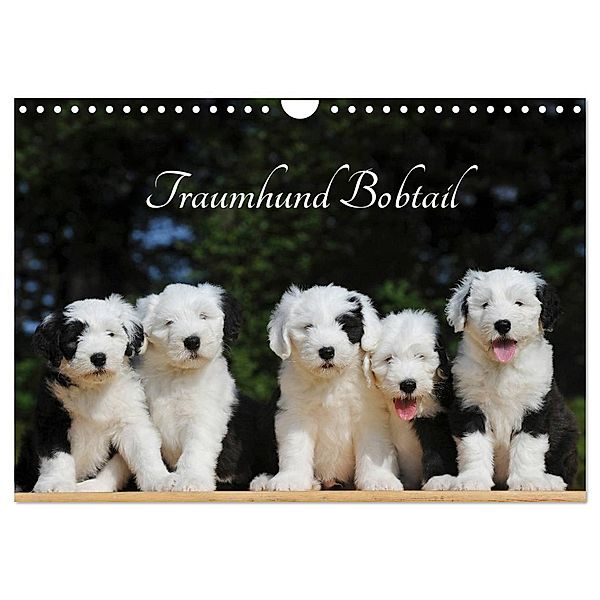 Traumhund Bobtail (Wandkalender 2024 DIN A4 quer), CALVENDO Monatskalender, Sigrid Starick