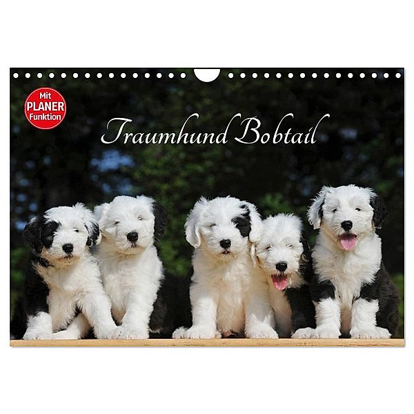 Traumhund Bobtail (Wandkalender 2025 DIN A4 quer), CALVENDO Monatskalender, Calvendo, Sigrid Starick