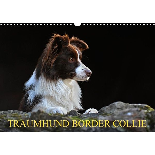 Traumhund Border Collie (Wandkalender 2020 DIN A3 quer), Sigrid Starick