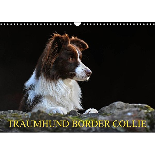 Traumhund Border Collie (Wandkalender 2023 DIN A3 quer), Sigrid Starick