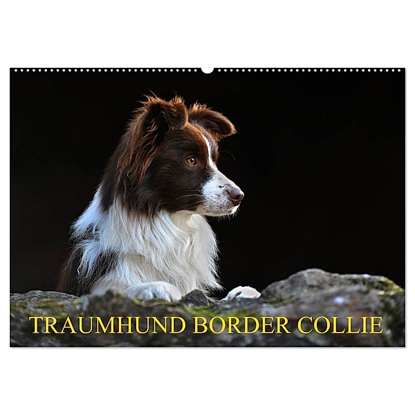 Traumhund Border Collie (Wandkalender 2024 DIN A2 quer), CALVENDO Monatskalender, Sigrid Starick