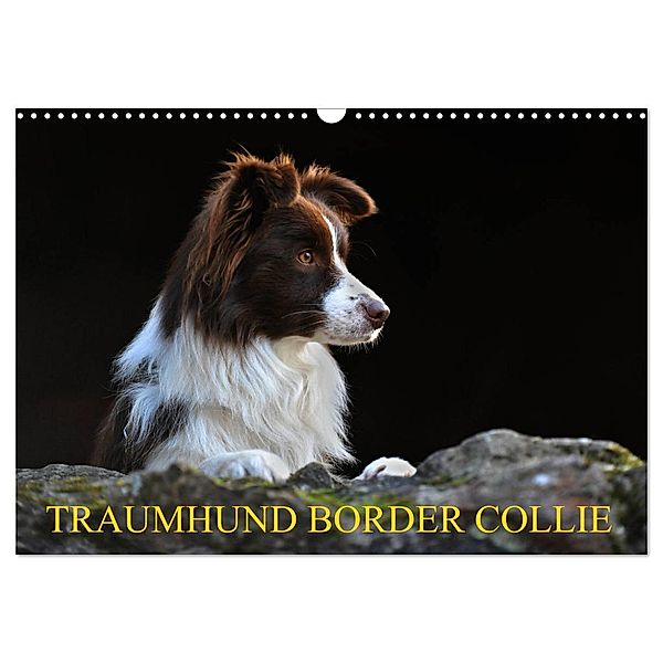 Traumhund Border Collie (Wandkalender 2024 DIN A3 quer), CALVENDO Monatskalender, Sigrid Starick