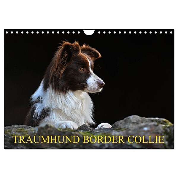 Traumhund Border Collie (Wandkalender 2024 DIN A4 quer), CALVENDO Monatskalender, Sigrid Starick