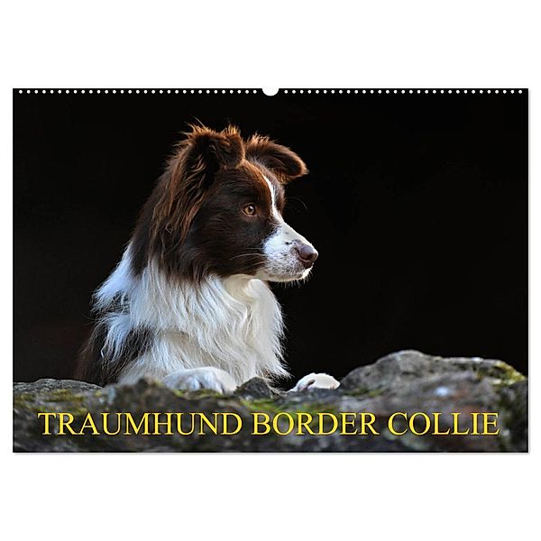 Traumhund Border Collie (Wandkalender 2025 DIN A2 quer), CALVENDO Monatskalender, Calvendo, Sigrid Starick